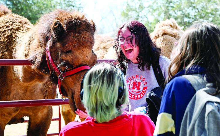 Students could feed, pet, and get close to camels on “Hump Day” during the week’s festivities. The close encounter was held early on Feb. 18 due to inclement weather forecasts the following day. COURTESY OF GCSU
