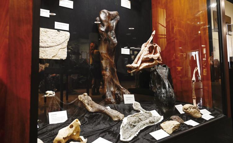One of the many exhibits in the William P. Wall Museum of Natural History. The museum has welcomed 96,000 visitors since opening in November 2004. The museum has 40,600 catalogued specimens but much more is backlogged, waiting to be processed. Only a small fraction is displayed in the museum. COURTESY OF GCSU