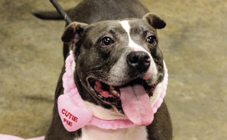 Muffin, a five-year-old pitbull mix, has been at the shelter for about four years and is available for adoption at Baldwin County Animal Services.