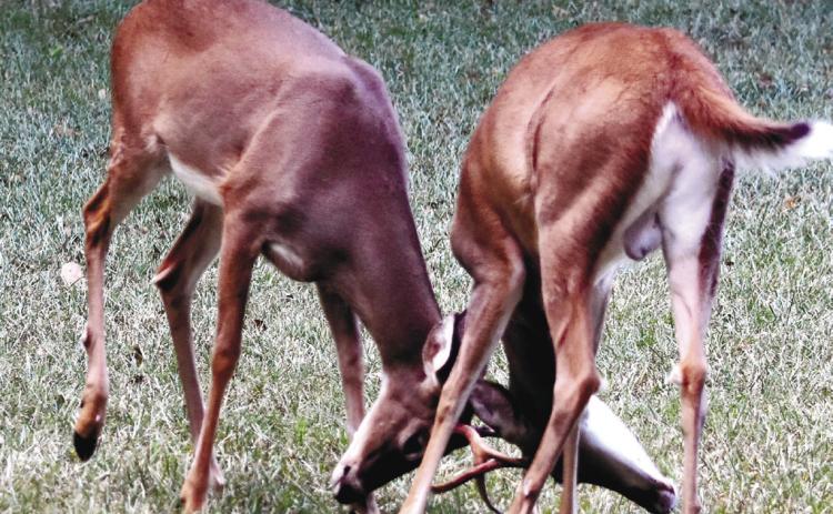 A photo Lindsley took of bucks shoving.