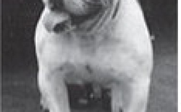 Local bank has ties to original Georgia bulldog