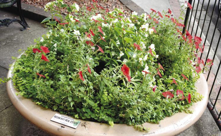 Adopt-a-Planter