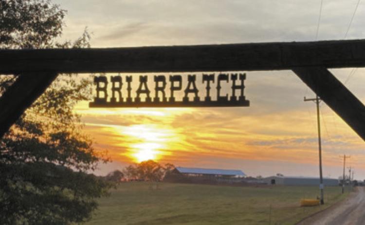 Putnam County’s Briarpatch Farm adds Wagyu beef