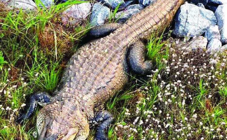 On May 15, Baldwin County deputies responded to a call about an alligator in the roadway on Vinson Highway near the Fall Line Freeway. COURTESY OF BCSD OFFICE