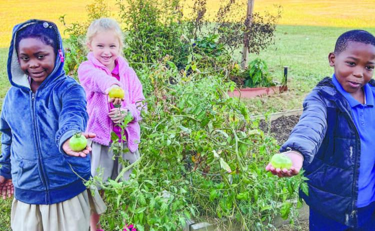 Students show off tomatoes they picked from the garden at Midway Hills Primary School. CONTRIBUTED