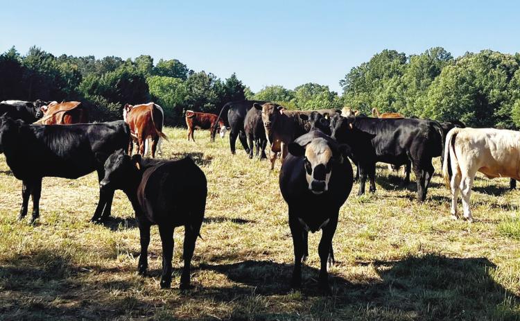 The cows at Stone Gable Farm are allowed to roam, and Weidner believes this makes the meat taste better because the cows are happier.