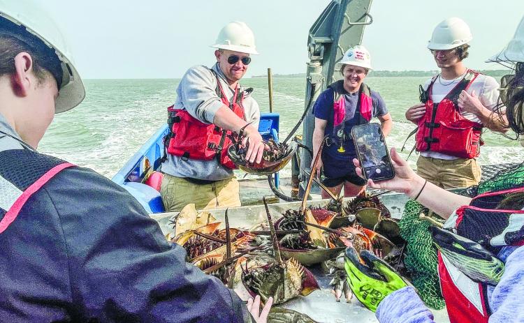 Dr. David Weese and his students interact with horseshoe crabs collected from the Atlantic Ocean, near Savannah. CONTRIBUTED
