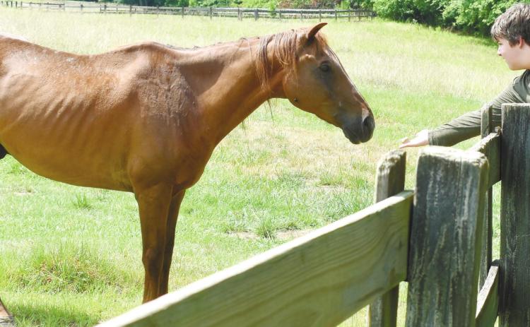 Jake Herrington hand-feeds a horse in the pasture. BAILEY BALLARD/Staff