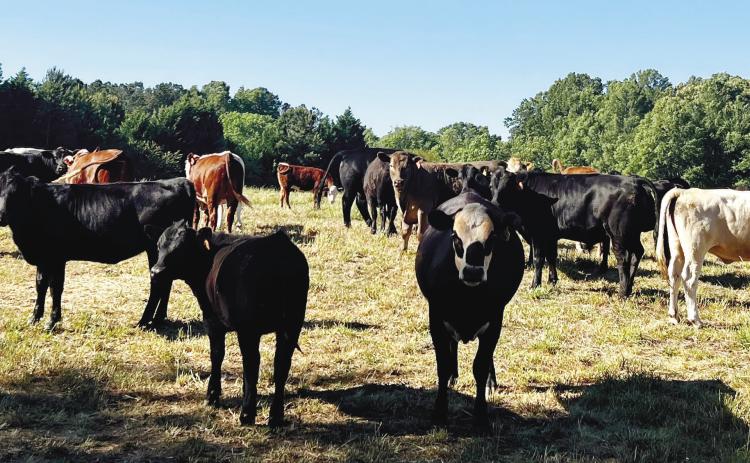 Stone Gable Farm knows that a happy cow tastes better