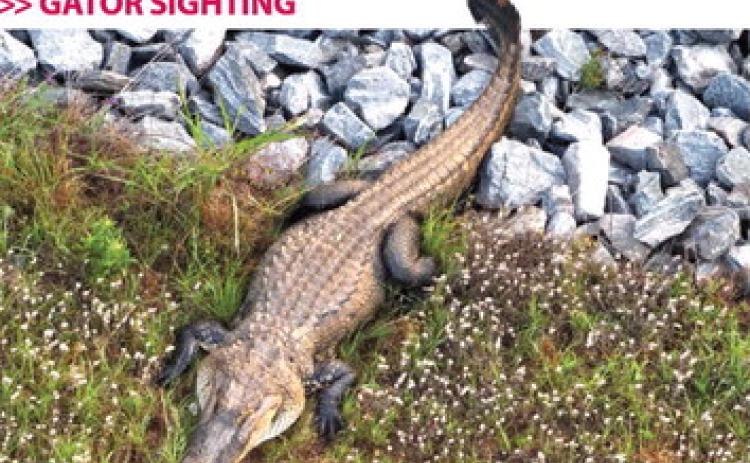 A gator sighted on Vinson Highway in Milledgeville near the Fall Line Freeway. COURTESY OF BCSO