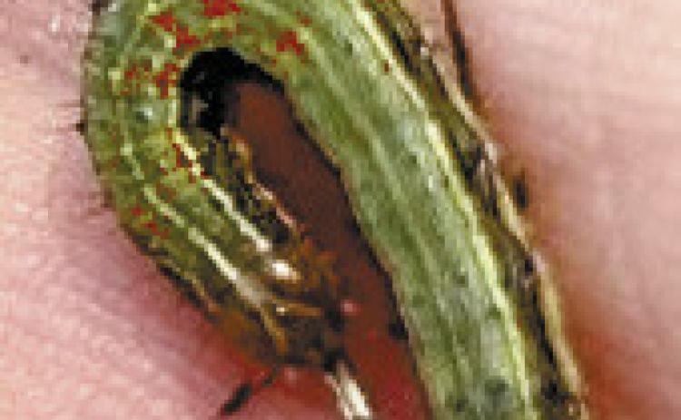 Keith Fielder shows an armyworm larva he picked up in his yard. CONTRIBUTED