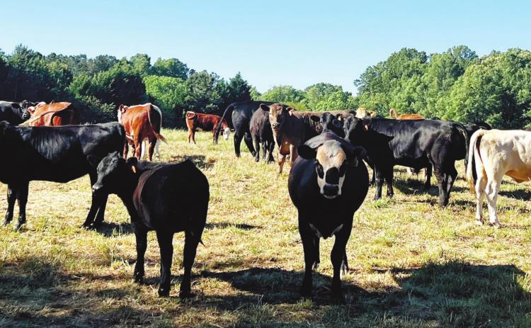 The cows at Stone Gable Farm are allowed to roam, and Weidner believes this makes the meat taste better because the cows are happier.