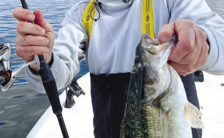 Spotted bass fishing