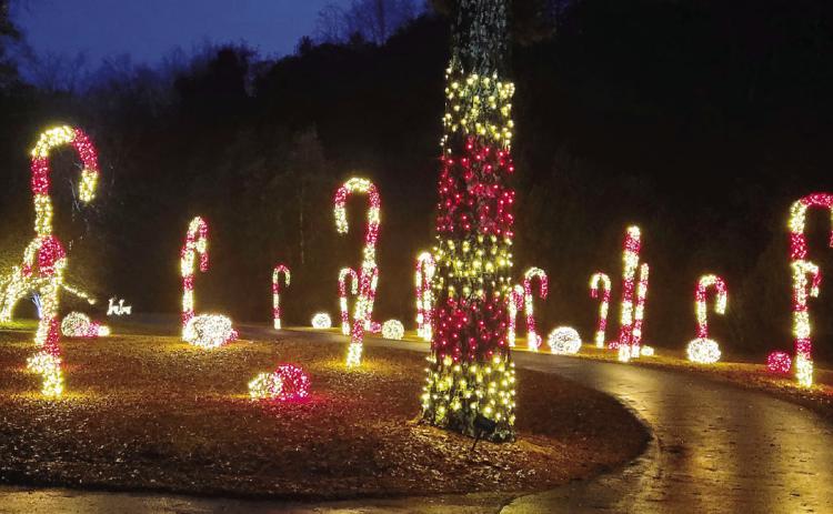 Families can be mesmerized by the candy cane forest.