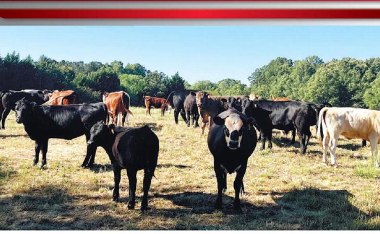 The cows at Stone Gable Farm are allowed to roam, and Weidner believes this makes the meat taste better because the cows are happier.