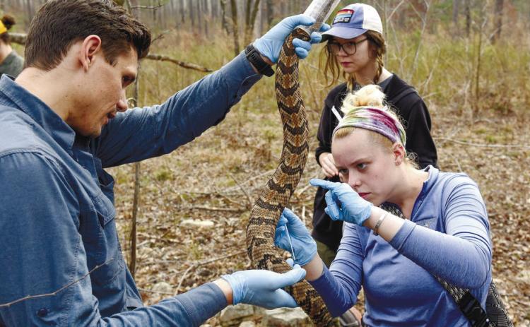 GCSU students use transmitters to assist with studying the snakes. Eventually the transmitters are surgically removed and snakes are returned to the wild. COURTESY OF GCSU