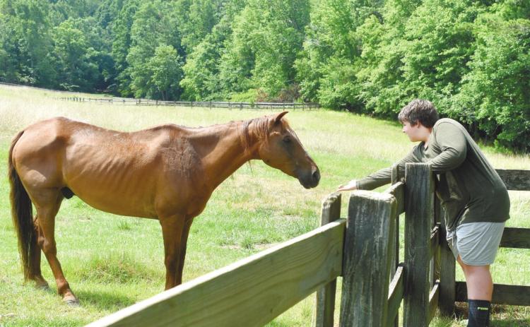 Woodland areas behind the main house for horses to graze and explore.